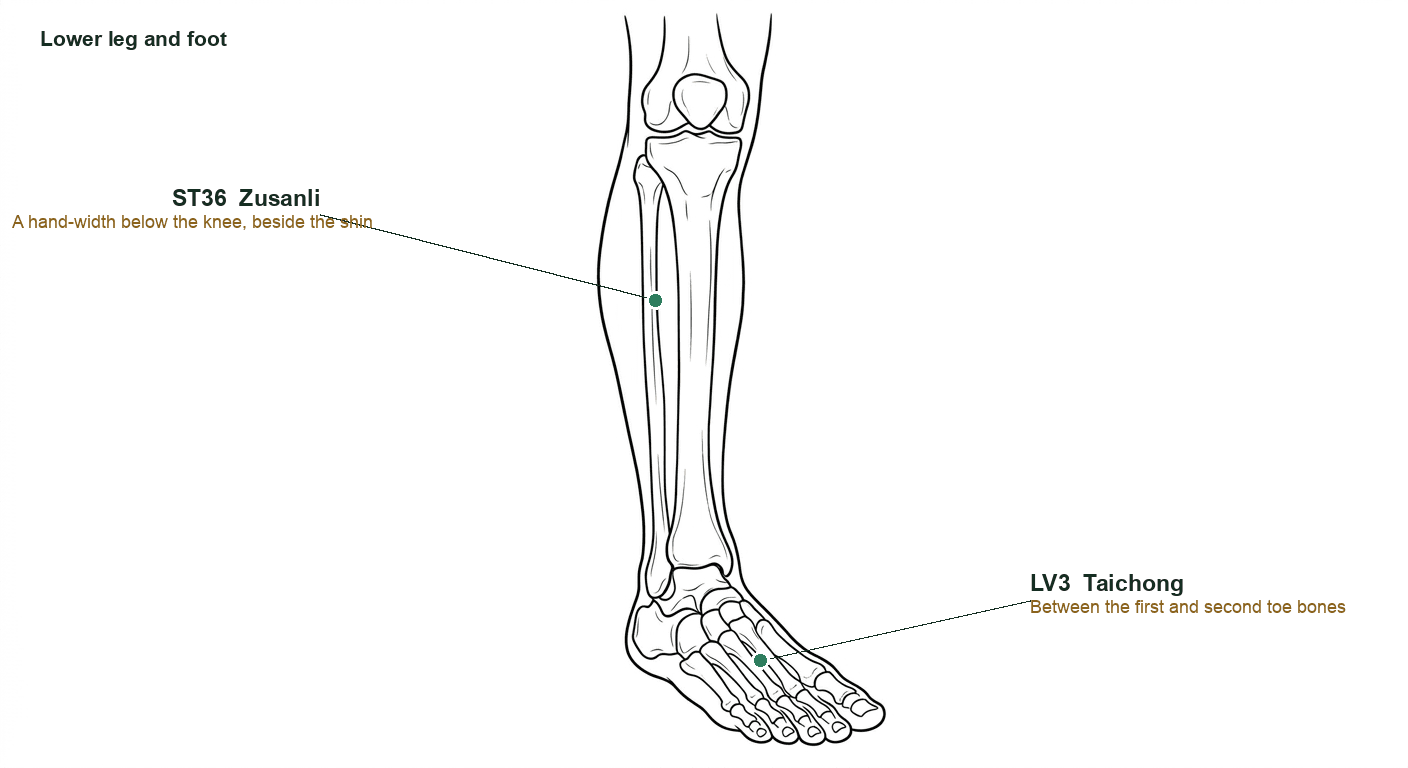 Lower leg and foot with ST36 below the knee and LV3 on the top of the foot marked